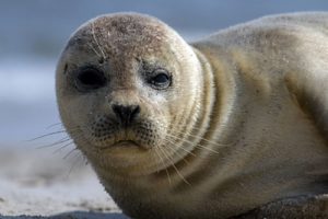 Seehunde sehen - Urlaub auf Spiekeroog