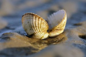 Natur entdecken - Urlaub auf Spiekeroog