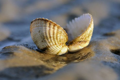 Natur entdecken - Urlaub auf Spiekeroog